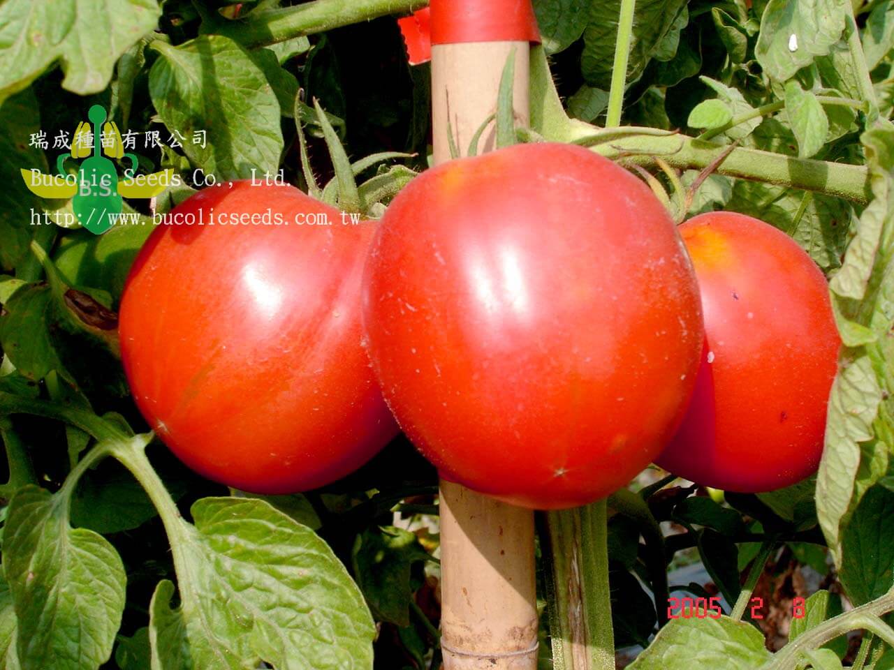 Red Tomato 452 - Red Tomato 452